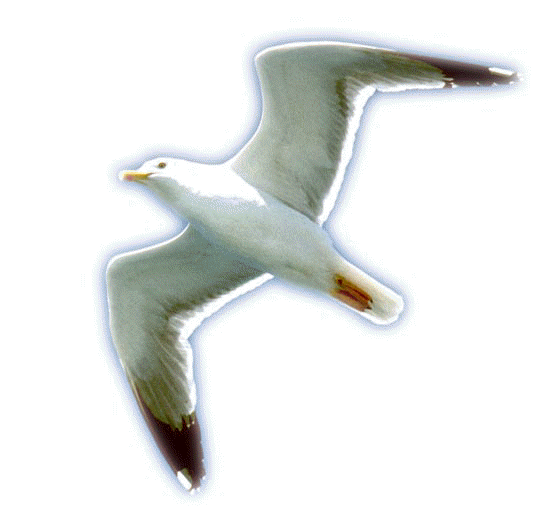 bird with transparent background