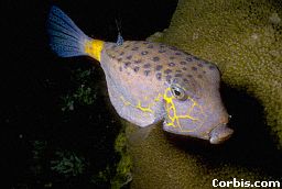 boxfish