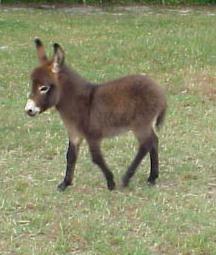 donkey